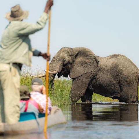 Guests in a mokoro with an elephant in the Okavango Delta.
