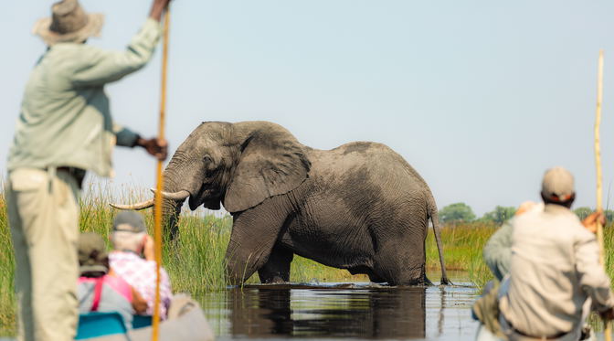 Guests in a mokoro with an elephant in the Okavango Delta.