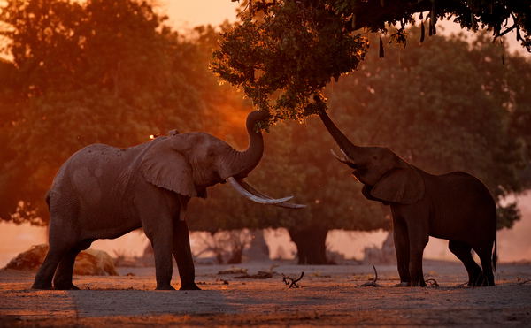 Mana Pools