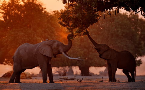 Mana Pools