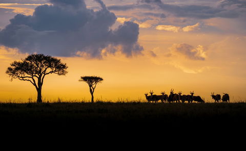Silhoutte of a herd of Eland on the grass plains of the Maasai Mara during sunset