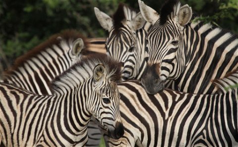 Group of Plain's zebra with black and white stripes standing close to each other with a foal in the foreground