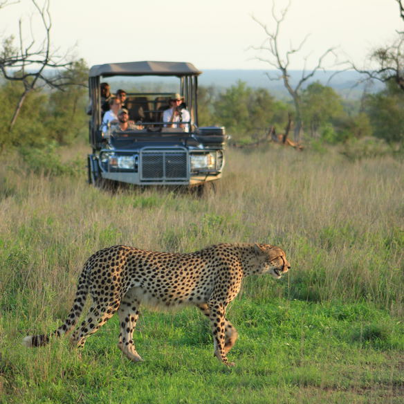 A cheetah walks through green grass with a safari vehicle with tourists approaching
