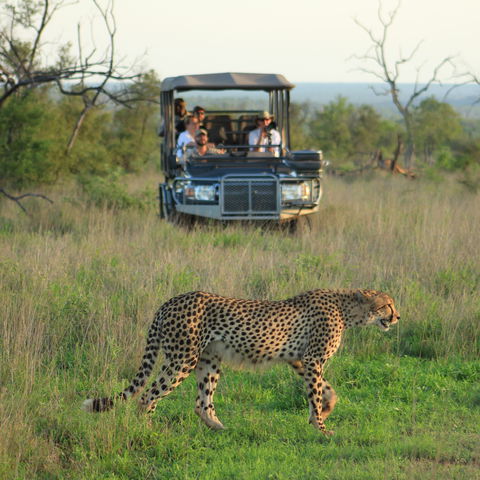 A cheetah walks through green grass with a safari vehicle with tourists approaching