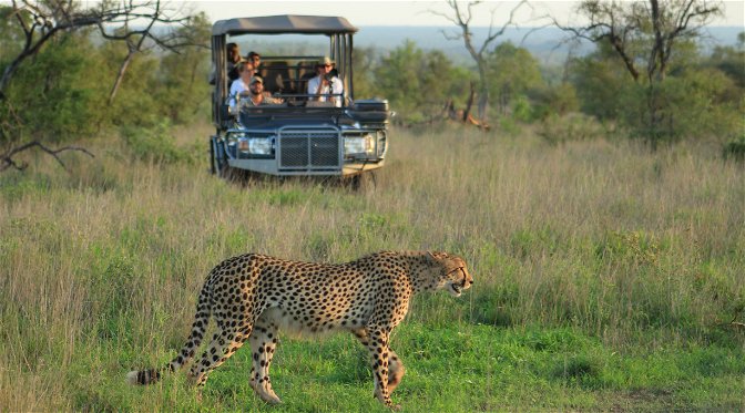 A cheetah walks through green grass with a safari vehicle with tourists approaching