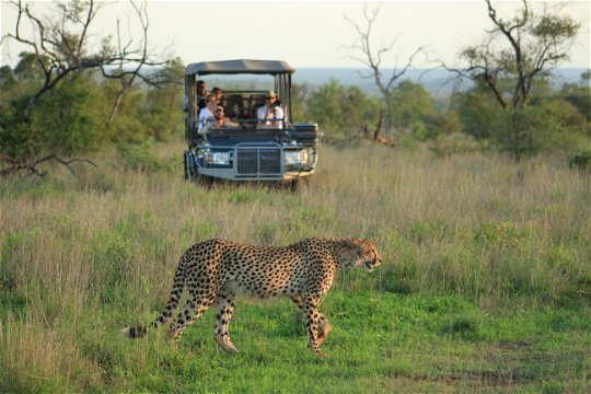 A cheetah walks through green grass with a safari vehicle with tourists approaching