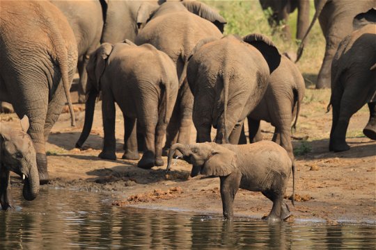 An elephant calf quenches its thirst at a waterhole in Kruger National Park.