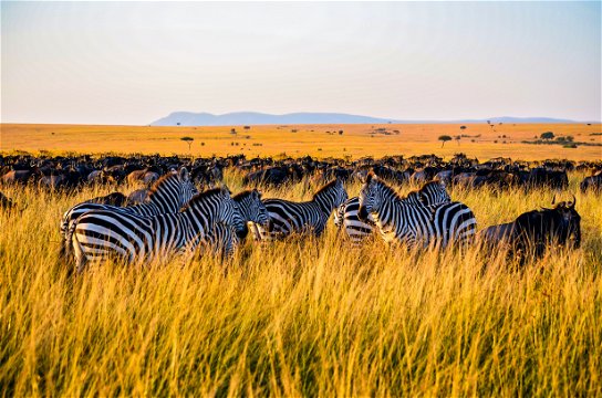 Herds of zebra and wildebeest in the Serengeti.