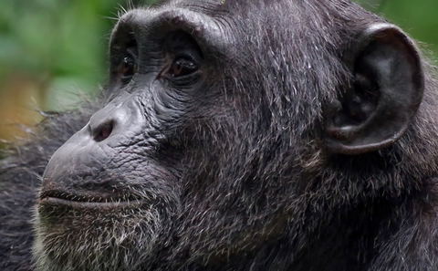 Chimpanzee.