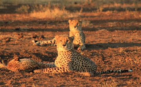 Spotted Cheetahs laying on bare soil looking at the camera in warm afternoon sunlight