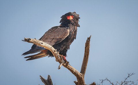 Black and grey Bateleur eagle with red face and yellow beak sitting on bare branch