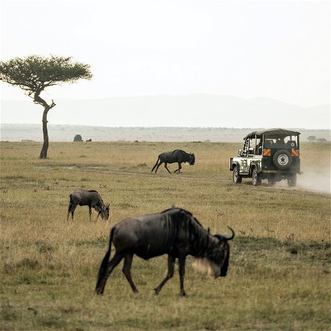 Safari drive through the Serengeti National Park.
