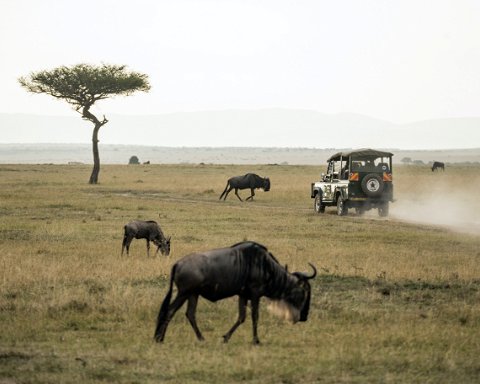 Safari drive through the Serengeti National Park.