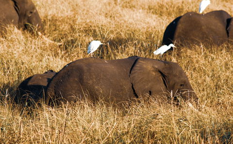 Gorongosa National Park