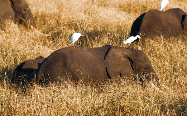 Gorongosa National Park