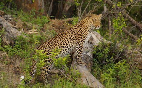 Leopard standing with front paws on a fallen log with green bushes surrounding her