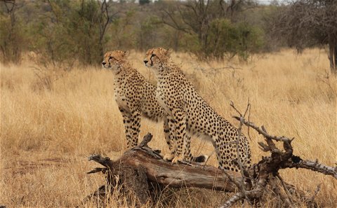 Two cheetahs standing on a fallen tree looking ahead