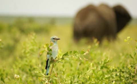 Light blue European Roller bird sitting on a green bush with an elephant in the background