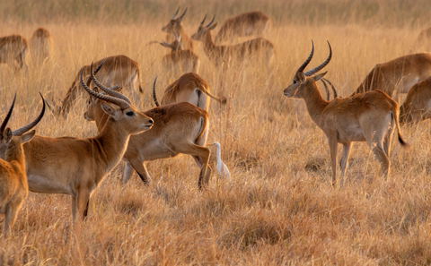 Red Lechwe of the Linyanti region.