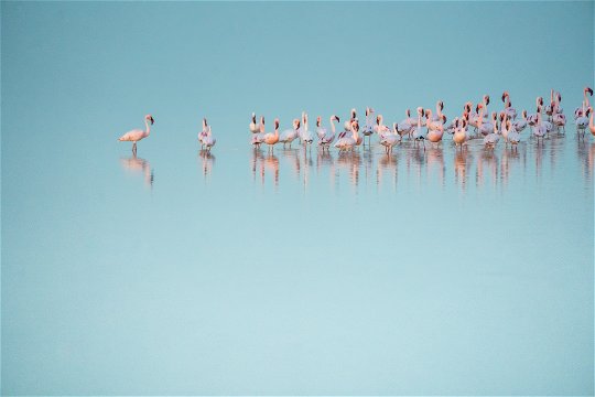 Season congregation of flamingos.