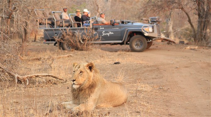 Safari vehicle with lion in the front