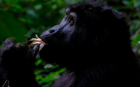 Bwindi Impenetrable Forest