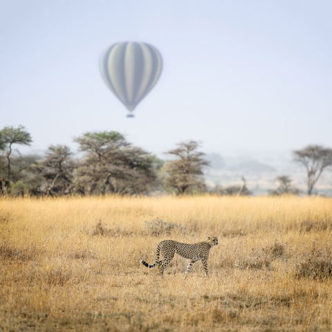 Hot air balloon ride over the Serengeti with a cheetah walking in the foreground.