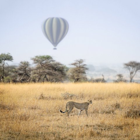 Hot air balloon ride over the Serengeti with a cheetah walking in the foreground.