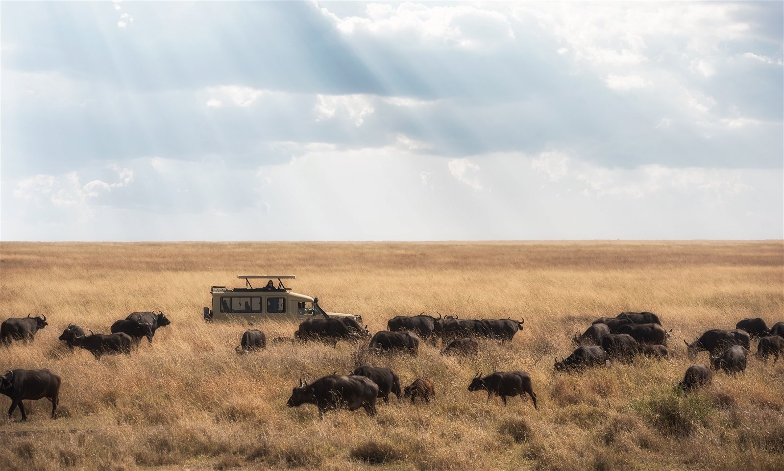 Game drive through the Serengeti Plains.