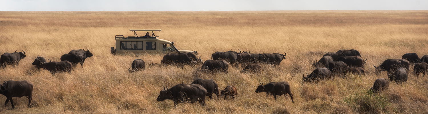 Game drive through the Serengeti Plains.