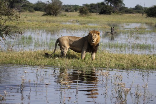 Male lion wading through the waters of the Okavango Delta.