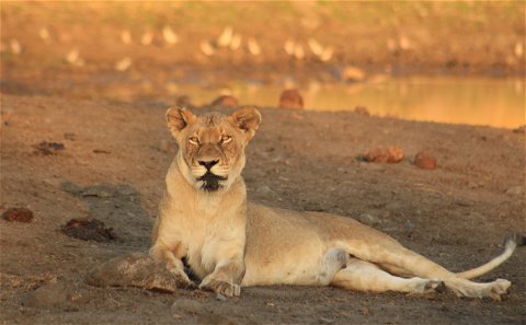 Single lioness lying on open soil with her head up in front of a lake in soft afternoon golden light