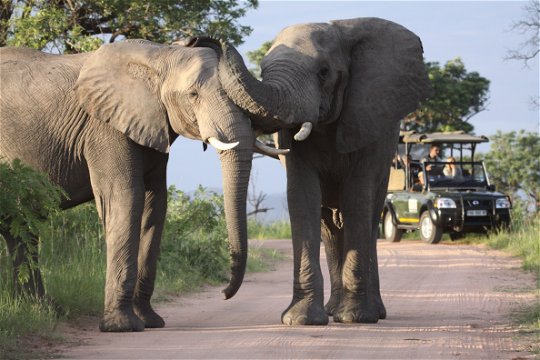 Elephants crossing the road in the Kruger National Park.
