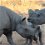 A Rare Encounter on Safari: Black and White Rhinos at the Waterhole