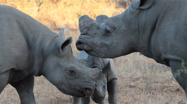 Black rhino cow and calf challenge a white rhino bull