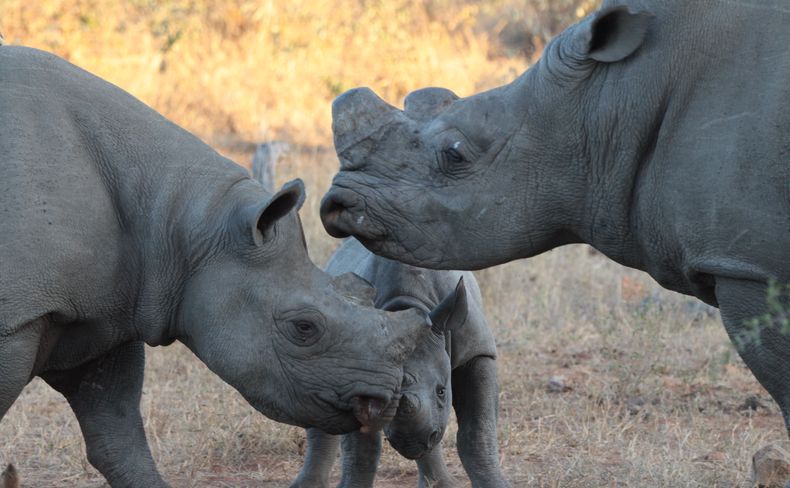 Black rhino cow and calf challenge a white rhino bull