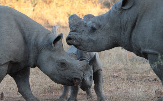 Black rhino cow and calf challenge a white rhino bull