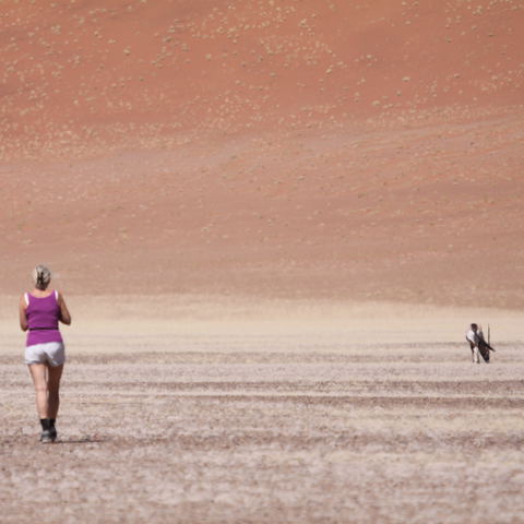 Walking in the desert among desert wildlife such as an oryx.