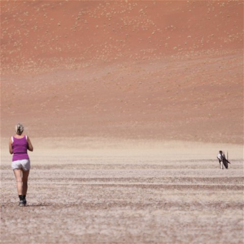 Walking in the desert among desert wildlife such as an oryx.