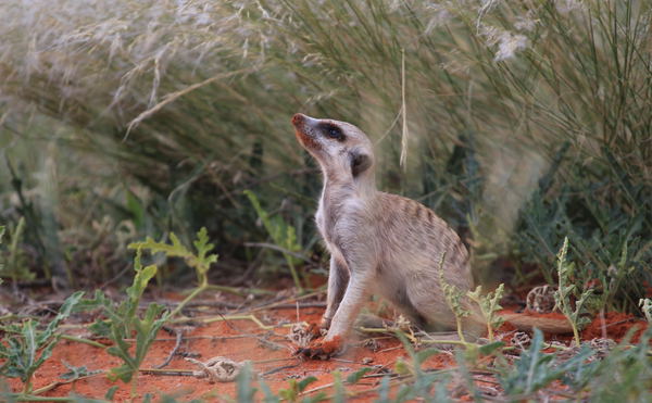 Meerkat scanning for danger in Botswana