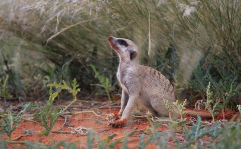 Meerkat scanning for danger in Botswana