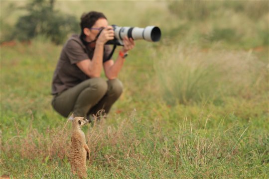Photographing habituated meerkats at Tswalu Kalahri.