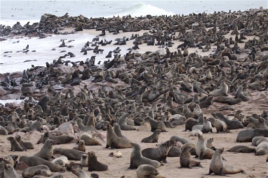 Cape fur seal colony at Cape Cross.