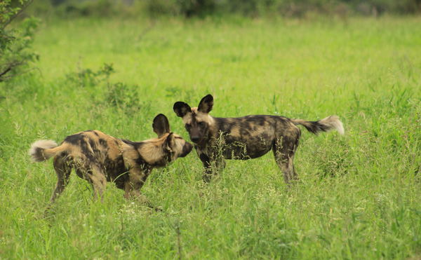 African Wild dogs playing