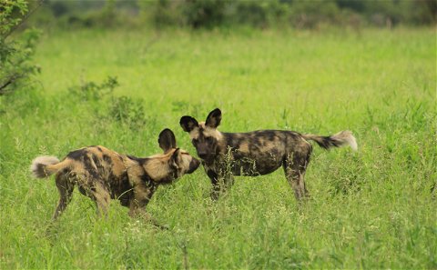 African Wild dogs playing