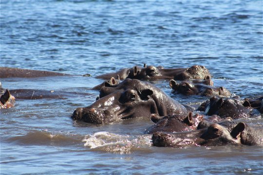 A family of hippos.