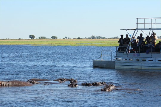 Boat experience on the Chobe River with tourists photographing a family of hippopotamus.