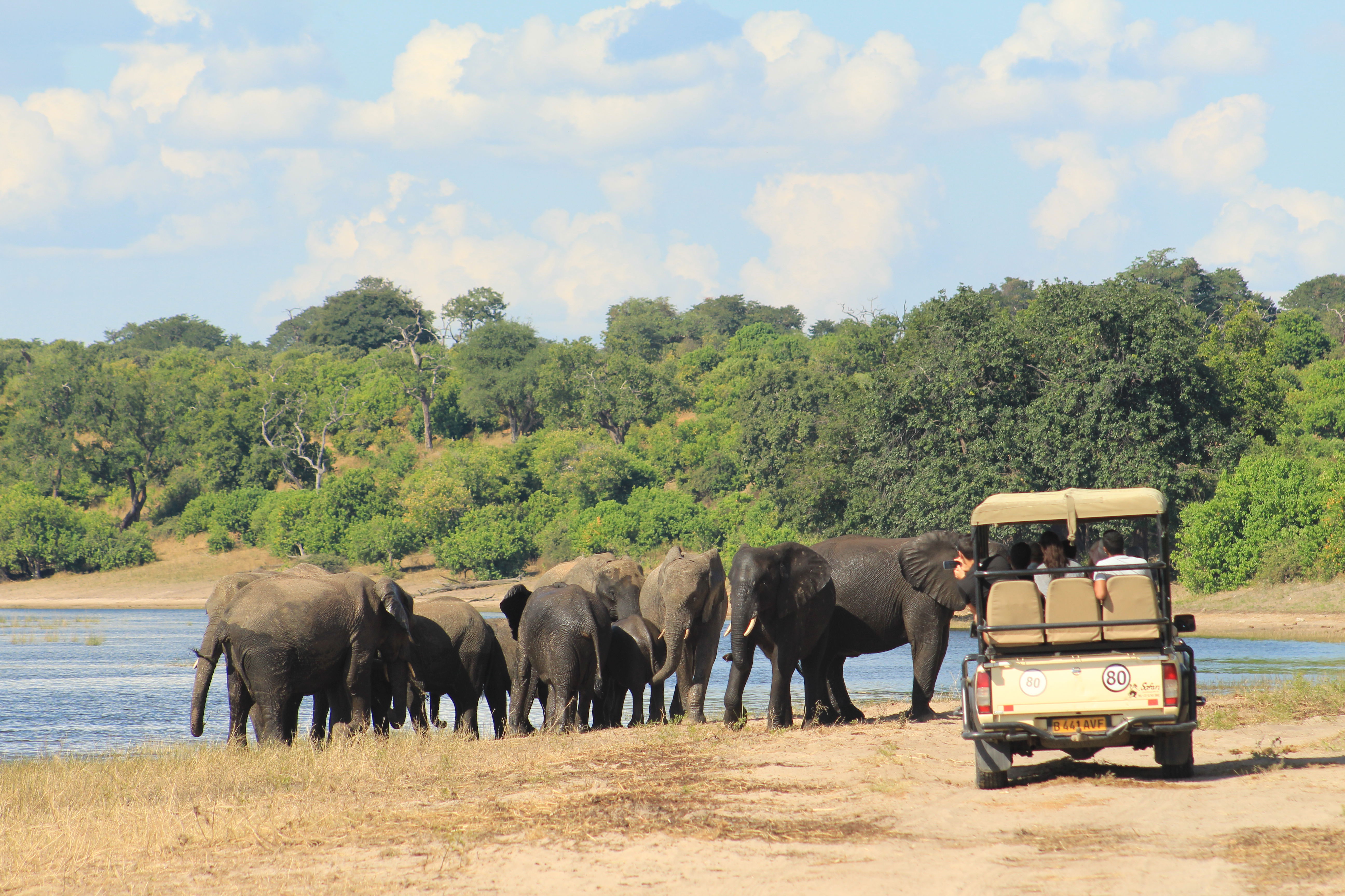 A herd of elephants in Chobe Game Reserve with a safari vehicle and guests.