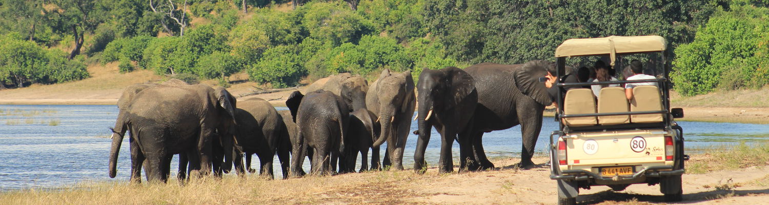 A herd of elephants in Chobe Game Reserve with a safari vehicle and guests.