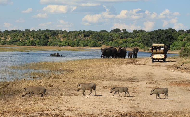 Safari game drive vehicle viewing elephants whilst a family of warthogs walks in the foreground